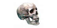 Human skull with jaw