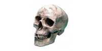 Crâne humain avec mâchoire peint