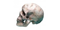 Crâne humain avec mâchoire peint