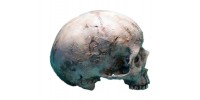 Crâne humain sans mâchoire peint