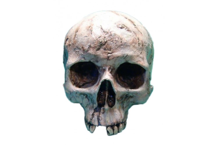 Crâne humain sans mâchoire peint